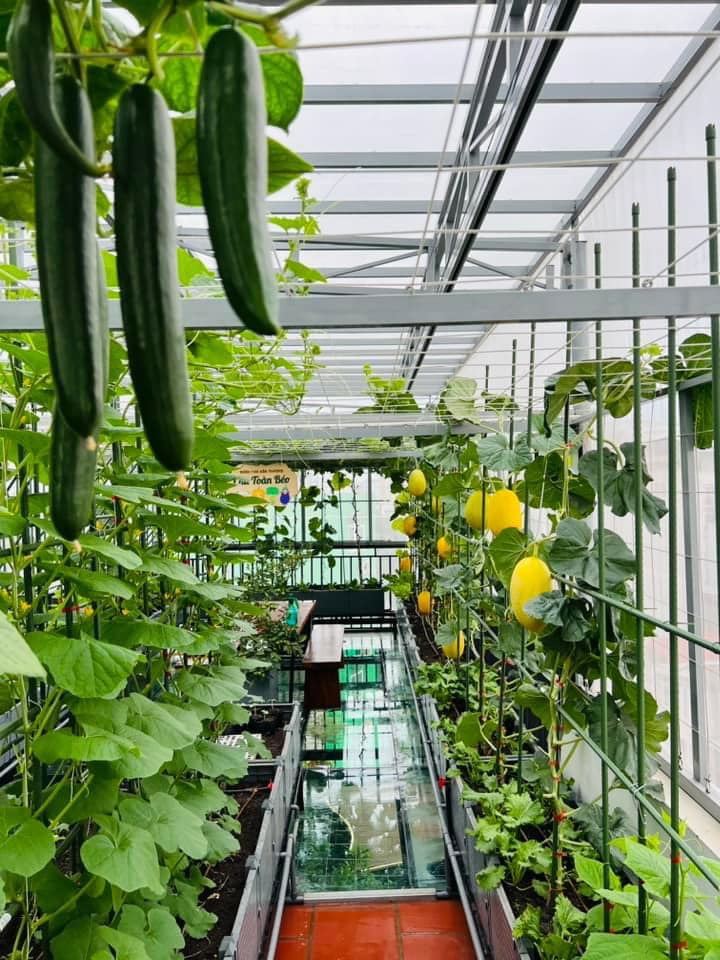 Gửi rau thay lời cảm ơn: Ông bố Hà Nội biến sân thượng thành vườn, tặng nông sản cho người ủng hộ thiện nguyện- Ảnh 11. Gửi rau thay lời cảm ơn: Ông bố Hà Nội biến sân thượng thành vườn, tặng nông sản cho người ủng hộ thiện nguyện- Ảnh 11.