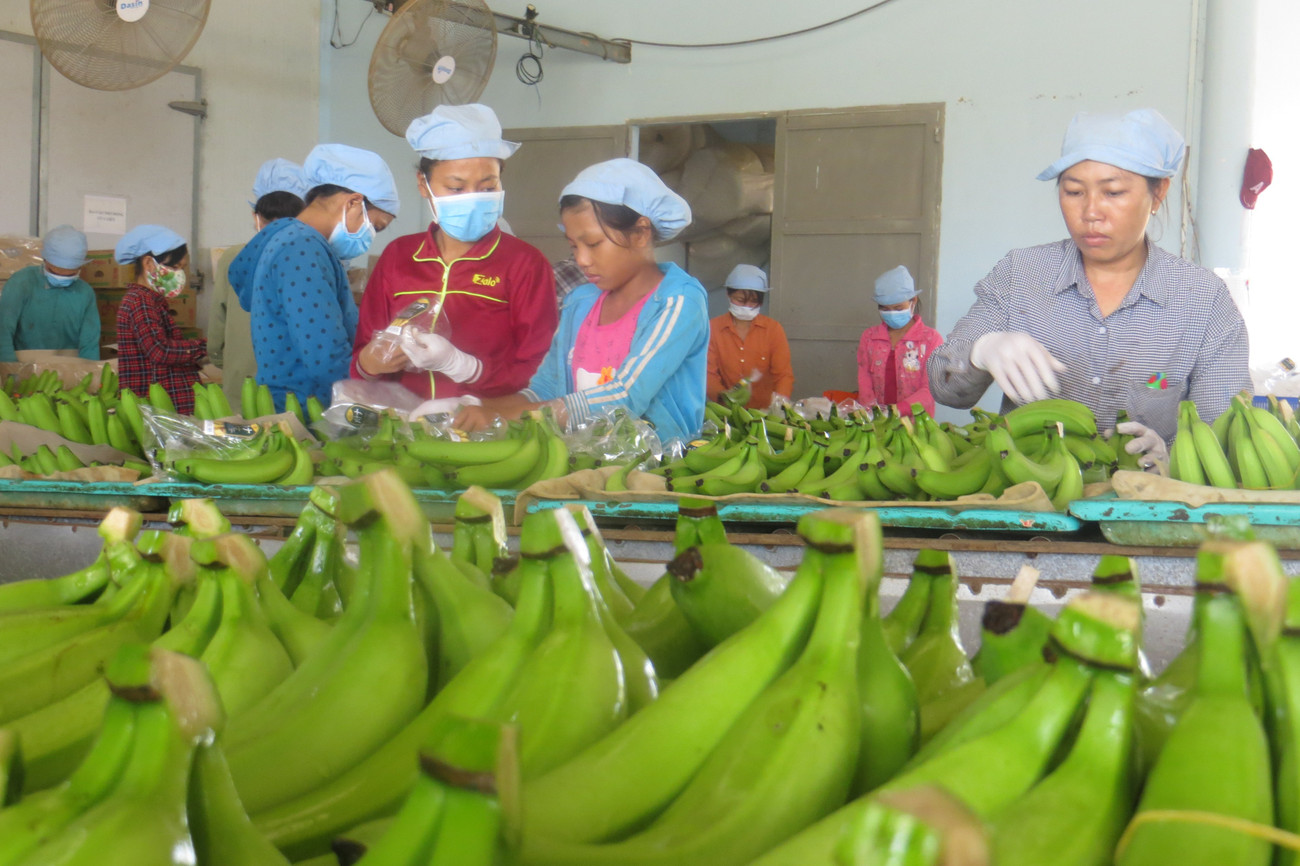 Sau sầu riêng, lộ diện 'át chủ bài’ của nông sản Việt- Ảnh 2.