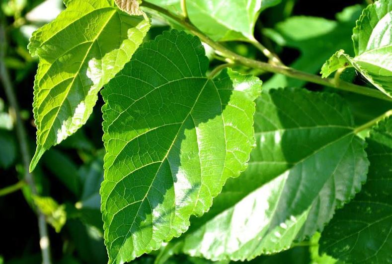 Việt Nam có loại lá chống rụng tóc, kích thích mọc tóc cực tốt: Biết dùng còn giảm mỡ máu, chống ung thư- Ảnh 1. Việt Nam có loại lá chống rụng tóc, kích thích mọc tóc cực tốt: Biết dùng còn giảm mỡ máu, chống ung thư- Ảnh 1.