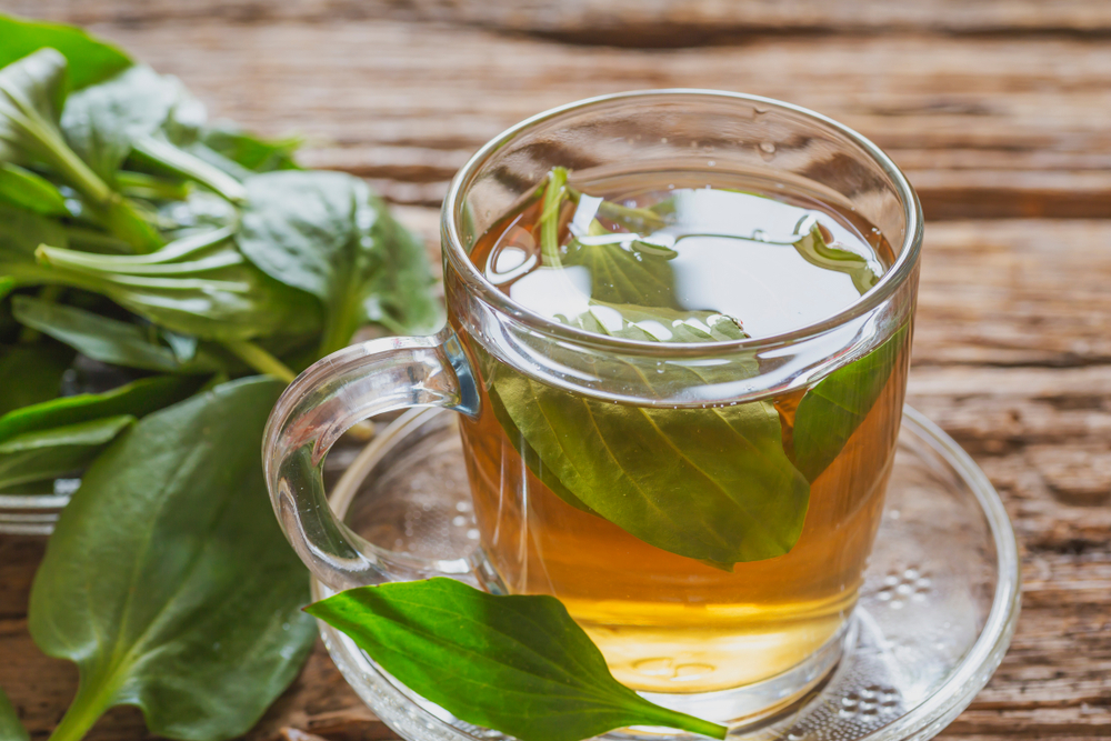 Việt Nam có loại cây mọc dại, người Trung Quốc coi là ‘cỏ tài lộc’: Hóa ra là vị thuốc quý- Ảnh 2. Việt Nam có loại cây mọc dại, người Trung Quốc coi là ‘cỏ tài lộc’: Hóa ra là vị thuốc quý- Ảnh 2.