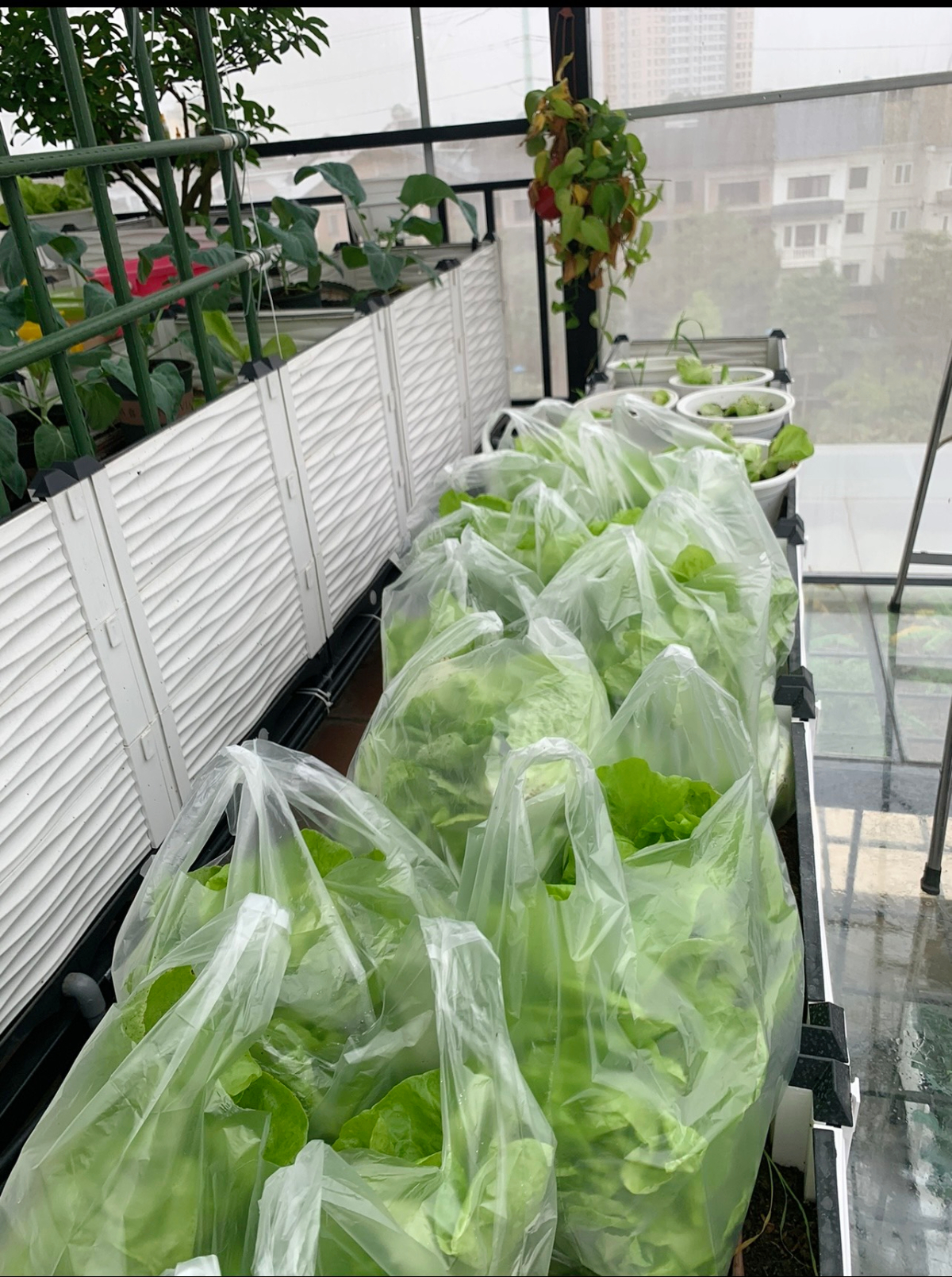 Gửi rau thay lời cảm ơn: Ông bố Hà Nội biến sân thượng thành vườn, tặng nông sản cho người ủng hộ thiện nguyện- Ảnh 18. Gửi rau thay lời cảm ơn: Ông bố Hà Nội biến sân thượng thành vườn, tặng nông sản cho người ủng hộ thiện nguyện- Ảnh 18.