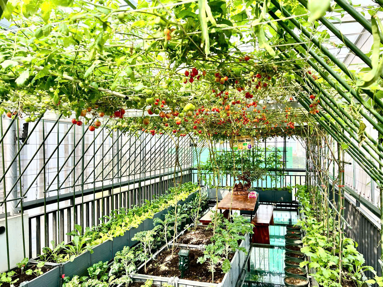 Gửi rau thay lời cảm ơn: Ông bố Hà Nội biến sân thượng thành vườn, tặng nông sản cho người ủng hộ thiện nguyện- Ảnh 7. Gửi rau thay lời cảm ơn: Ông bố Hà Nội biến sân thượng thành vườn, tặng nông sản cho người ủng hộ thiện nguyện- Ảnh 7.