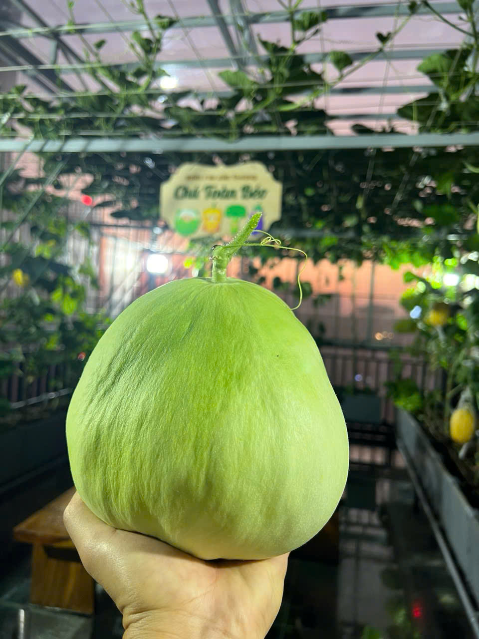 Gửi rau thay lời cảm ơn: Ông bố Hà Nội biến sân thượng thành vườn, tặng nông sản cho người ủng hộ thiện nguyện- Ảnh 17. Gửi rau thay lời cảm ơn: Ông bố Hà Nội biến sân thượng thành vườn, tặng nông sản cho người ủng hộ thiện nguyện- Ảnh 17.