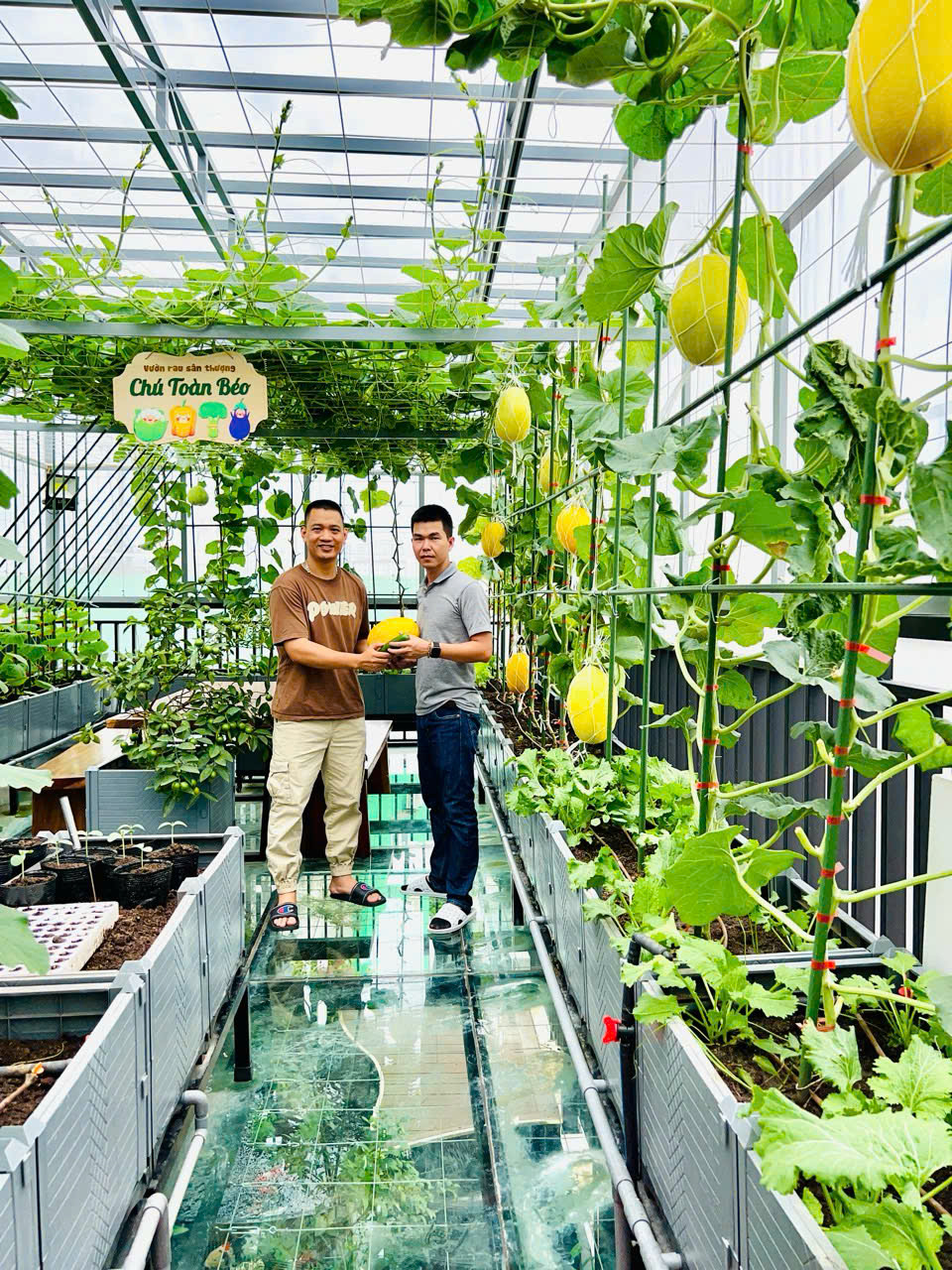 Gửi rau thay lời cảm ơn: Ông bố Hà Nội biến sân thượng thành vườn, tặng nông sản cho người ủng hộ thiện nguyện- Ảnh 16. Gửi rau thay lời cảm ơn: Ông bố Hà Nội biến sân thượng thành vườn, tặng nông sản cho người ủng hộ thiện nguyện- Ảnh 16.