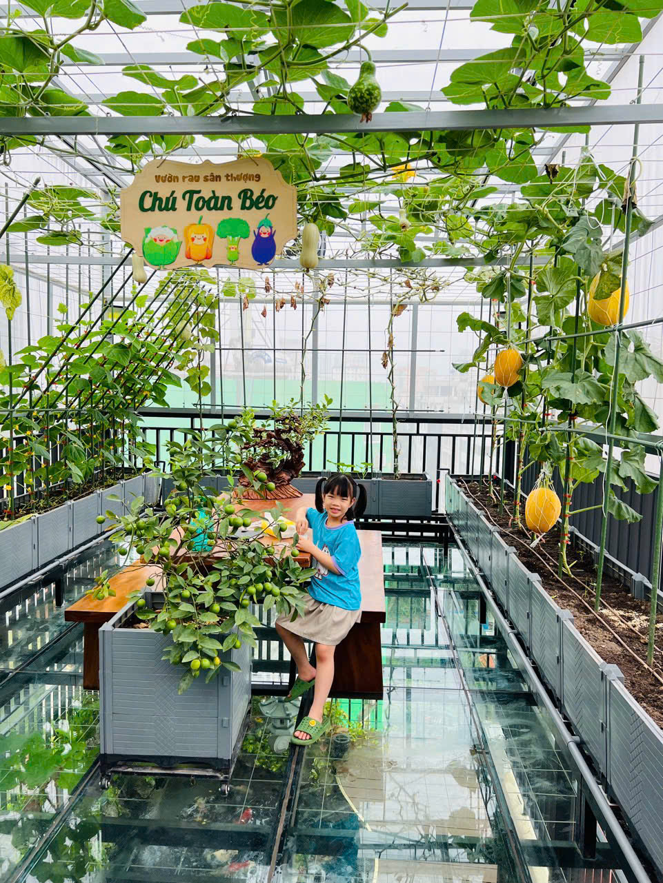 Gửi rau thay lời cảm ơn: Ông bố Hà Nội biến sân thượng thành vườn, tặng nông sản cho người ủng hộ thiện nguyện- Ảnh 15. Gửi rau thay lời cảm ơn: Ông bố Hà Nội biến sân thượng thành vườn, tặng nông sản cho người ủng hộ thiện nguyện- Ảnh 15.