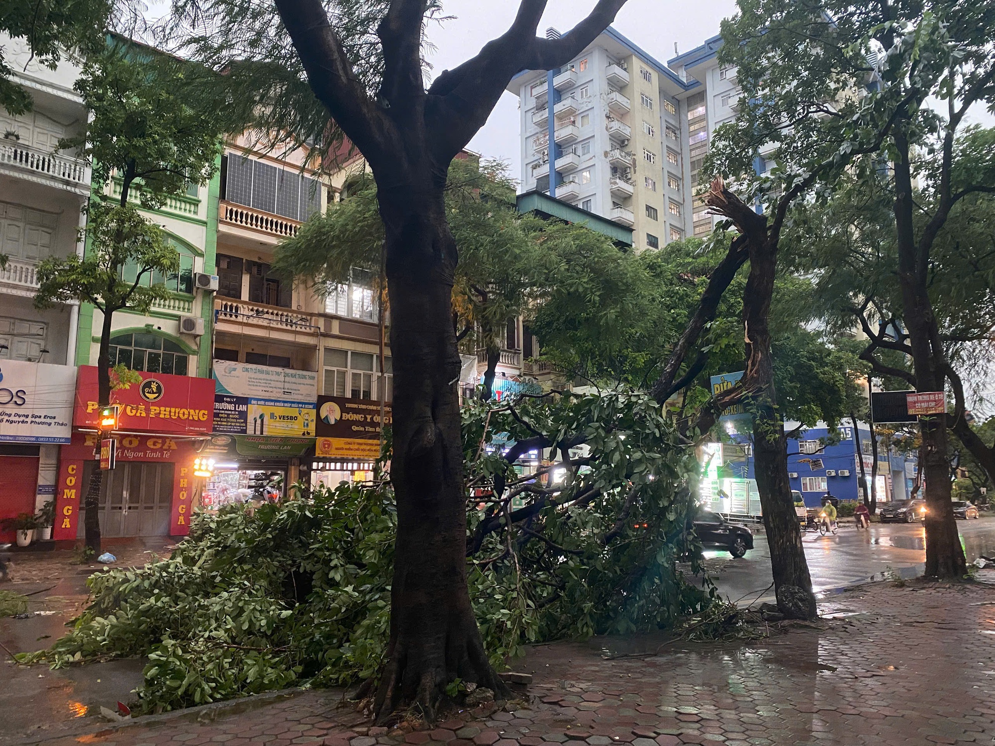 Chùm ảnh: Đường phố Hà Nội tan hoang sau cơn giông kinh hoàng, cây xanh bật gốc và gãy đổ hàng loạt- Ảnh 3.