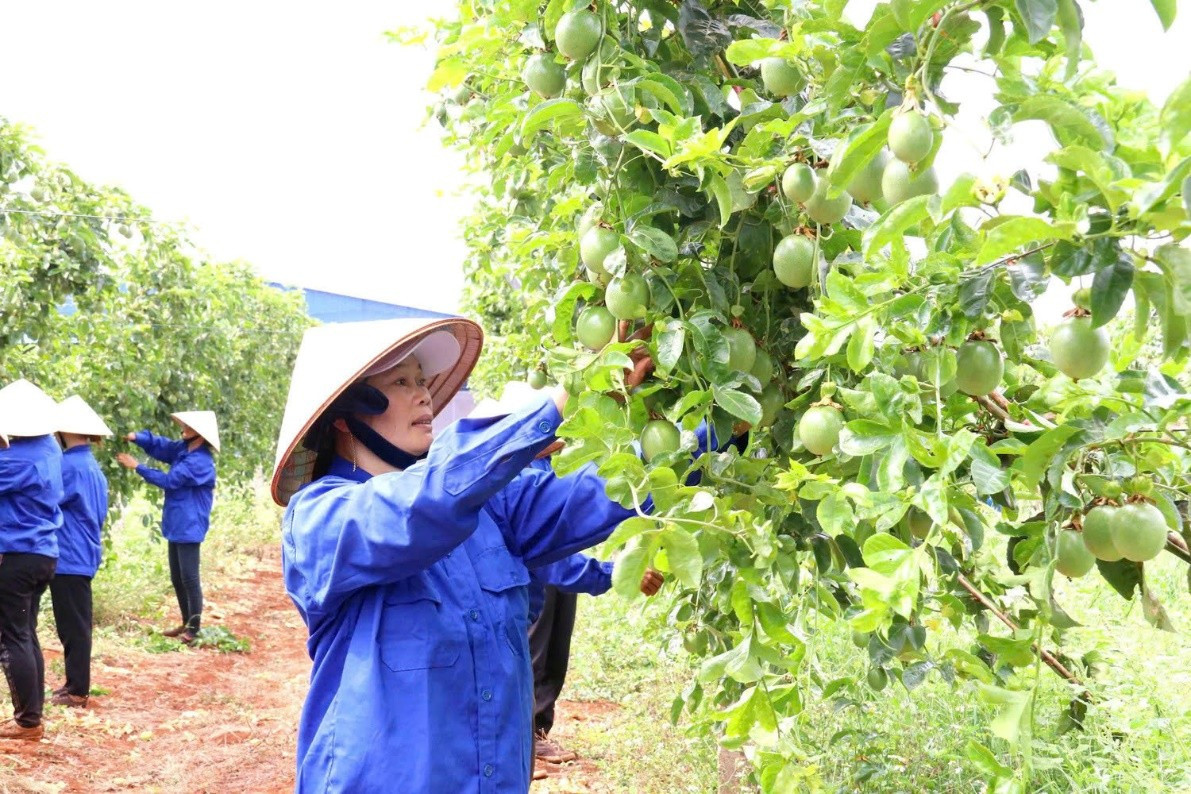 Dự thảo sửa đổi Nghị định 103/2024/NĐ-CP: Doanh nghiệp nông lâm vẫn gặp khó- Ảnh 1. Dự thảo sửa đổi Nghị định 103/2024/NĐ-CP: Doanh nghiệp nông lâm vẫn gặp khó- Ảnh 1.