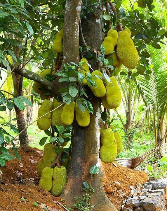 4 cây tụ lộc trời ban: Chặt là mất phúc, giữ thì tài lộc phú quý vô biên- Ảnh 1.