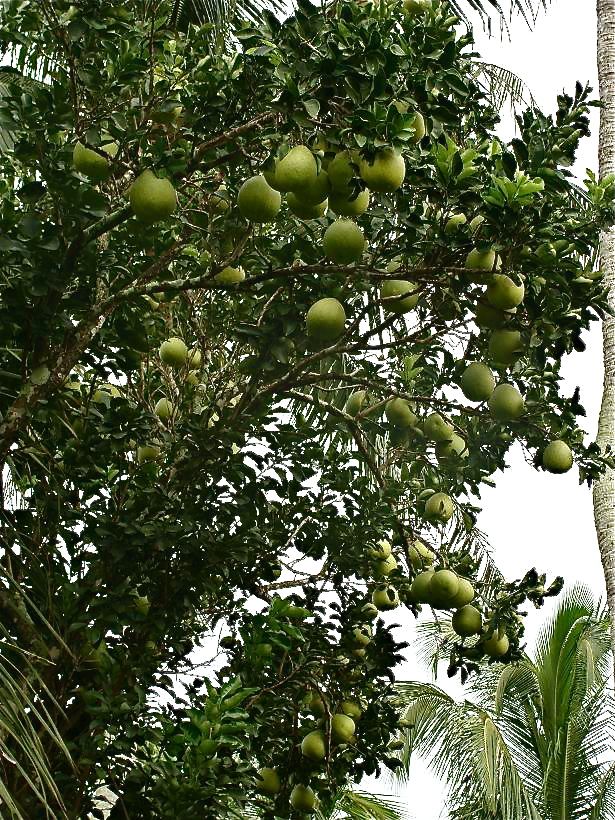 4 cây tụ lộc trời ban: Chặt là mất phúc, giữ thì tài lộc phú quý vô biên- Ảnh 4.
