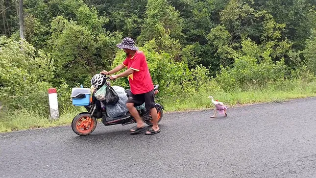 Chú ngỗng cực khôn cùng chủ đi bộ xuyên Việt, được trả ngàn đô cũng không bán- Ảnh 4.