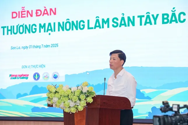 Sâm Lai Châu – 'Báu vật' giữa đại ngàn và giấc mơ thương hiệu quốc gia- Ảnh 1.