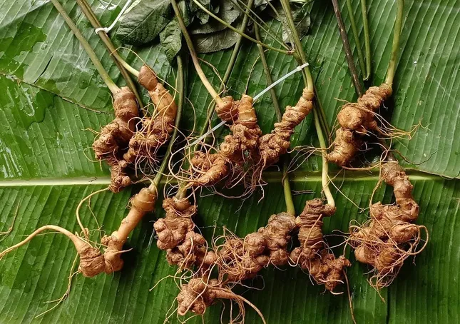 Sâm Lai Châu – 'Báu vật' giữa đại ngàn và giấc mơ thương hiệu quốc gia- Ảnh 2.
