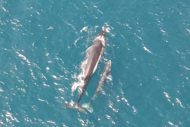 Loài vật hiếm có bỗng xuất hiện liên tục ở biển Gia Lai: Nhiều người Việt vui mừng- Ảnh 2.
