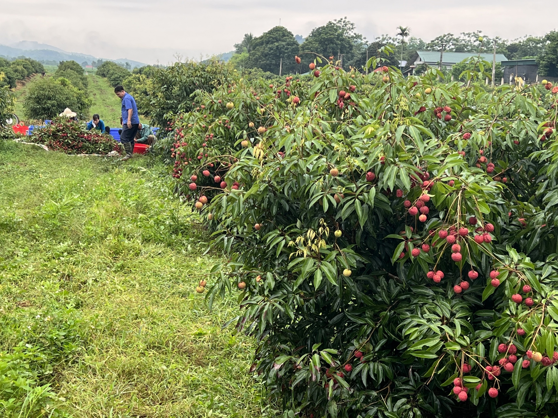 "Đặc sản hiếm" vị ngọt thanh, cùi giòn như thạch của VN lên cơn sốt, có tiền chưa chắc đã mua được- Ảnh 2.