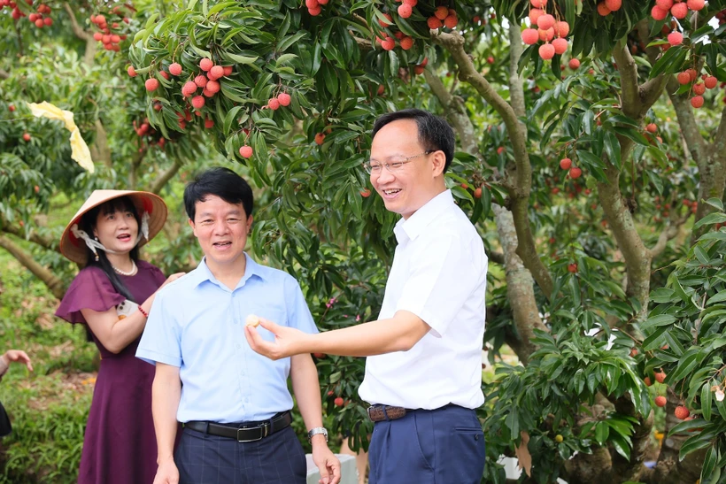 Lần đầu tiên Phó Chủ tịch Bắc Ninh livestream chốt đơn hàng chục tấn vải chỉ trong một buổi sáng- Ảnh 2.