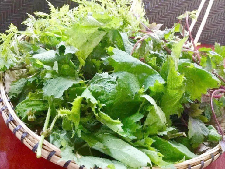 Việt Nam có giống cây chạm vào là ngứa, dân khéo biến hóa thành “mỏ tiền”- Ảnh 2.
