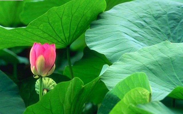 Việt Nam có loại lá dân dã, dùng pha nước uống giúp “quét sạch” mỡ máu, cực tốt cho gan- Ảnh 1.