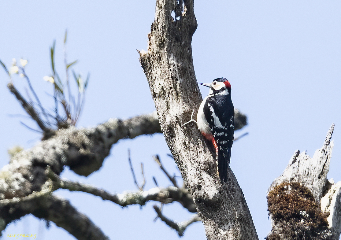 Ở độ cao hơn 2.000m, chuyên gia trung tâm Nhiệt đới Việt-Nga phát hiện “kho báu sống”: Lần đầu tiên quan sát được- Ảnh 1.