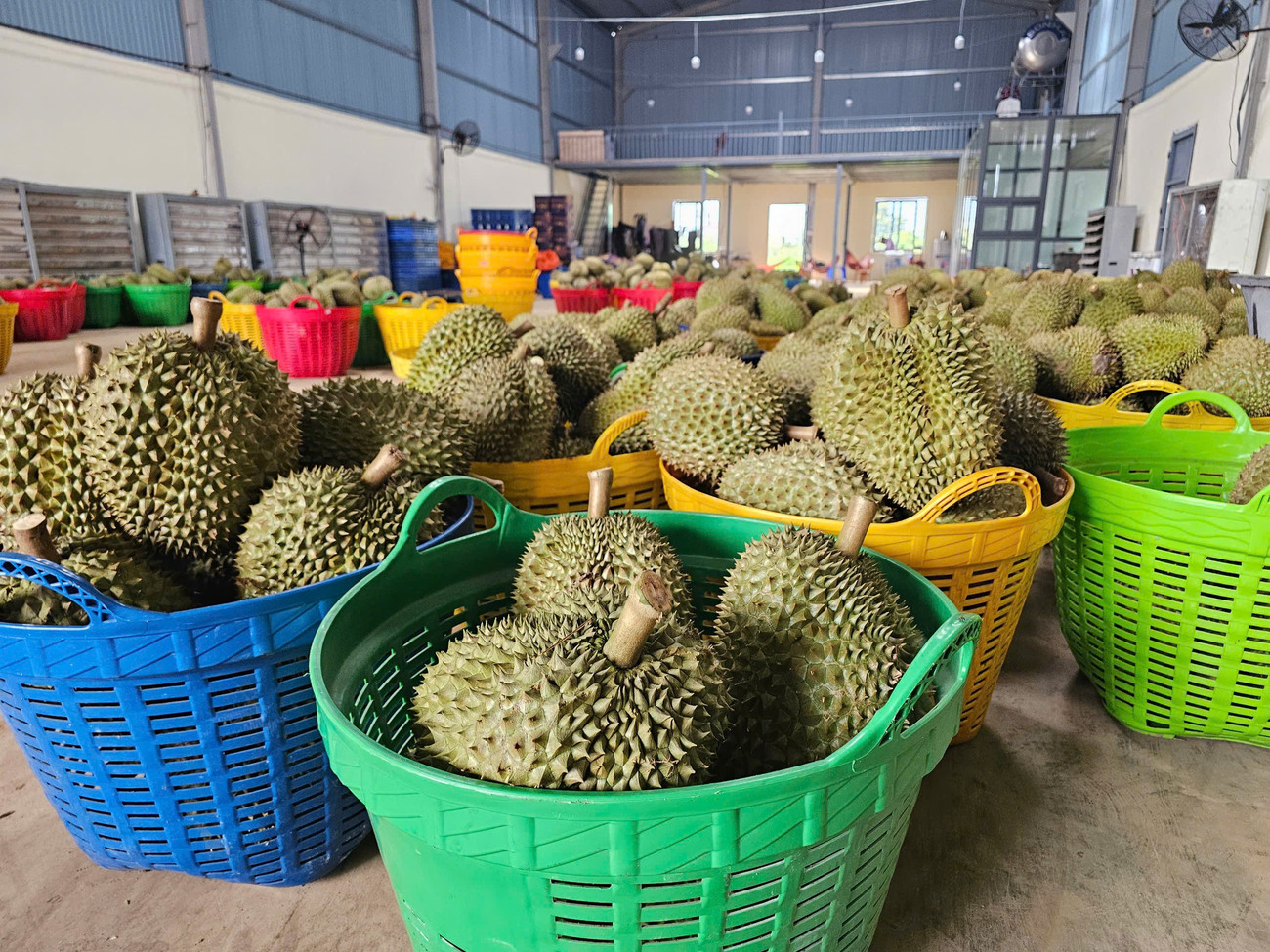 Sầu riêng rớt giá do... ông trời- Ảnh 3. Sầu riêng rớt giá do... ông trời- Ảnh 3.