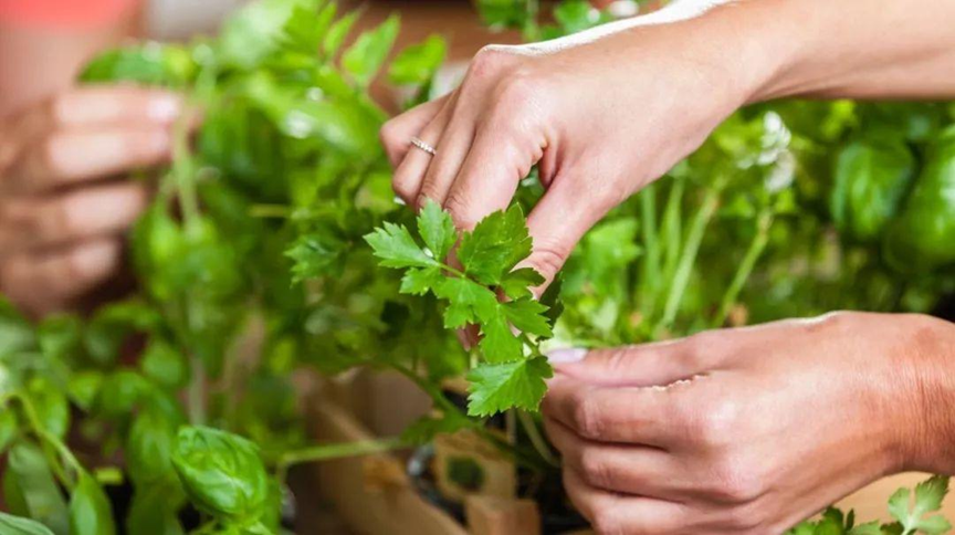 4 loại rau chứa đầy ký sinh trùng nhưng nhiều người vẫn vô tư ăn sống, tái mỗi ngày- Ảnh 2. 4 loại rau chứa đầy ký sinh trùng nhưng nhiều người vẫn vô tư ăn sống, tái mỗi ngày- Ảnh 2.
