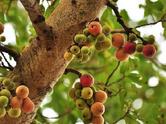 Trồng cây sung ở vị trí đắc địa nhất trong nhà, lộc lá kéo đến, sung túc quanh năm- Ảnh 4. Trồng cây sung ở vị trí đắc địa nhất trong nhà, lộc lá kéo đến, sung túc quanh năm- Ảnh 4.