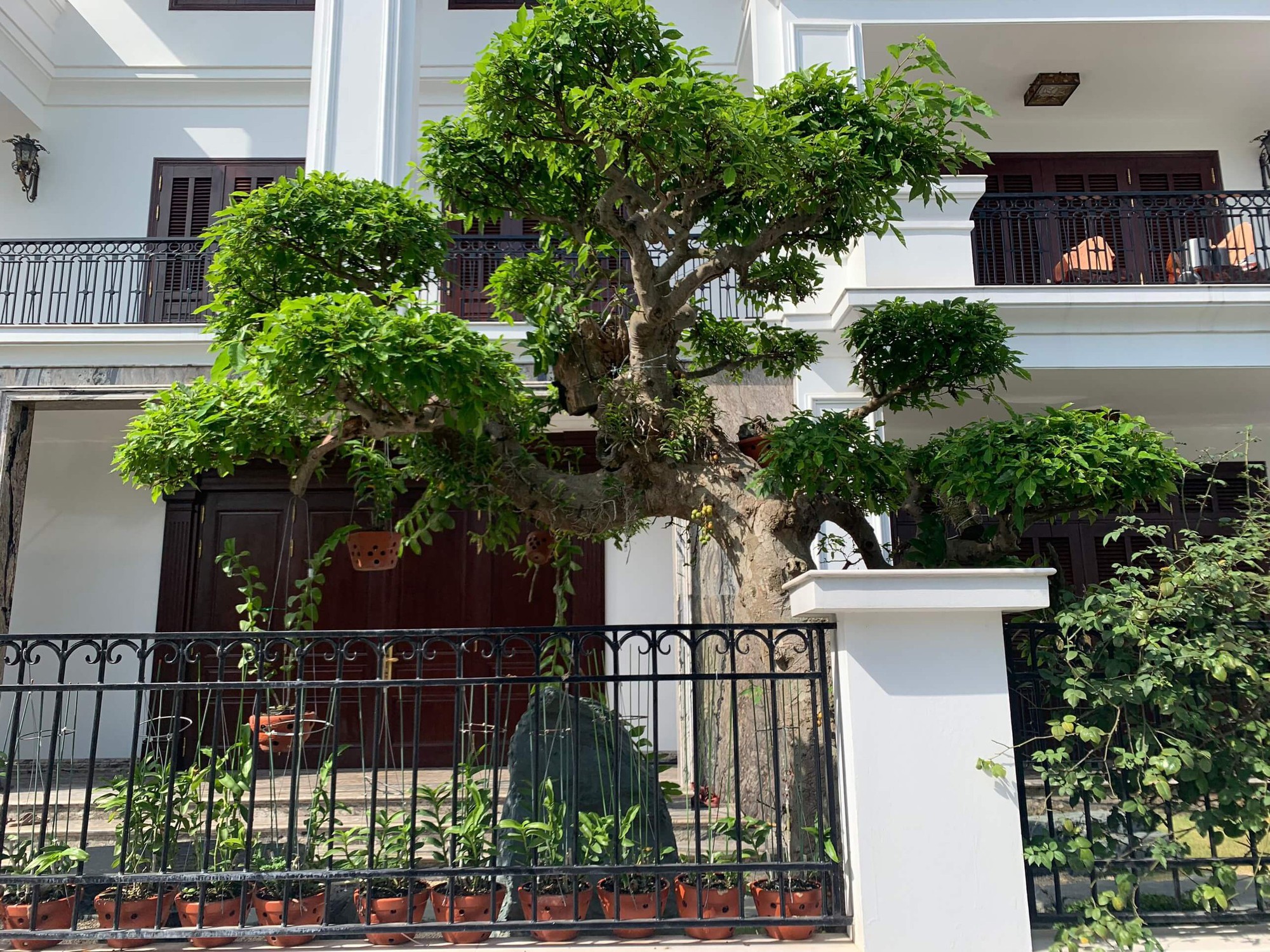 Trồng cây sung ở vị trí đắc địa nhất trong nhà, lộc lá kéo đến, sung túc quanh năm- Ảnh 1. Trồng cây sung ở vị trí đắc địa nhất trong nhà, lộc lá kéo đến, sung túc quanh năm- Ảnh 1.