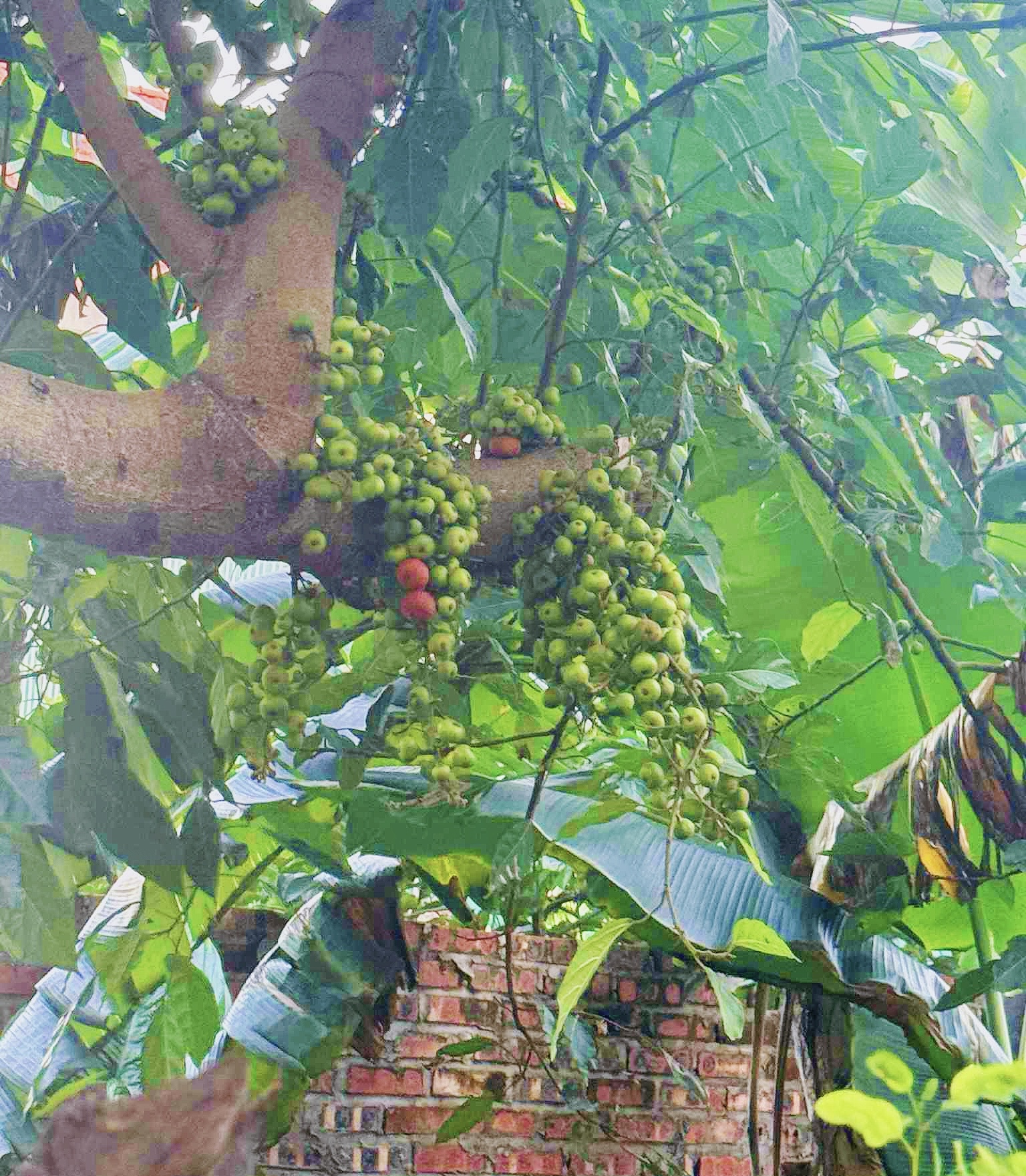 Trồng cây sung ở vị trí đắc địa nhất trong nhà, lộc lá kéo đến, sung túc quanh năm- Ảnh 3. Trồng cây sung ở vị trí đắc địa nhất trong nhà, lộc lá kéo đến, sung túc quanh năm- Ảnh 3.