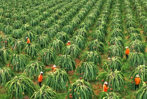 Không phải sầu riêng, một loại 'siêu trái cây' đang gặp khó tại Trung Quốc: Giá bất ngờ lao dốc 1 nửa, Việt Nam trồng nhiều nhất thế giới- Ảnh 1. Không phải sầu riêng, một loại 'siêu trái cây' đang gặp khó tại Trung Quốc: Giá bất ngờ lao dốc 1 nửa, Việt Nam trồng nhiều nhất thế giới- Ảnh 1.