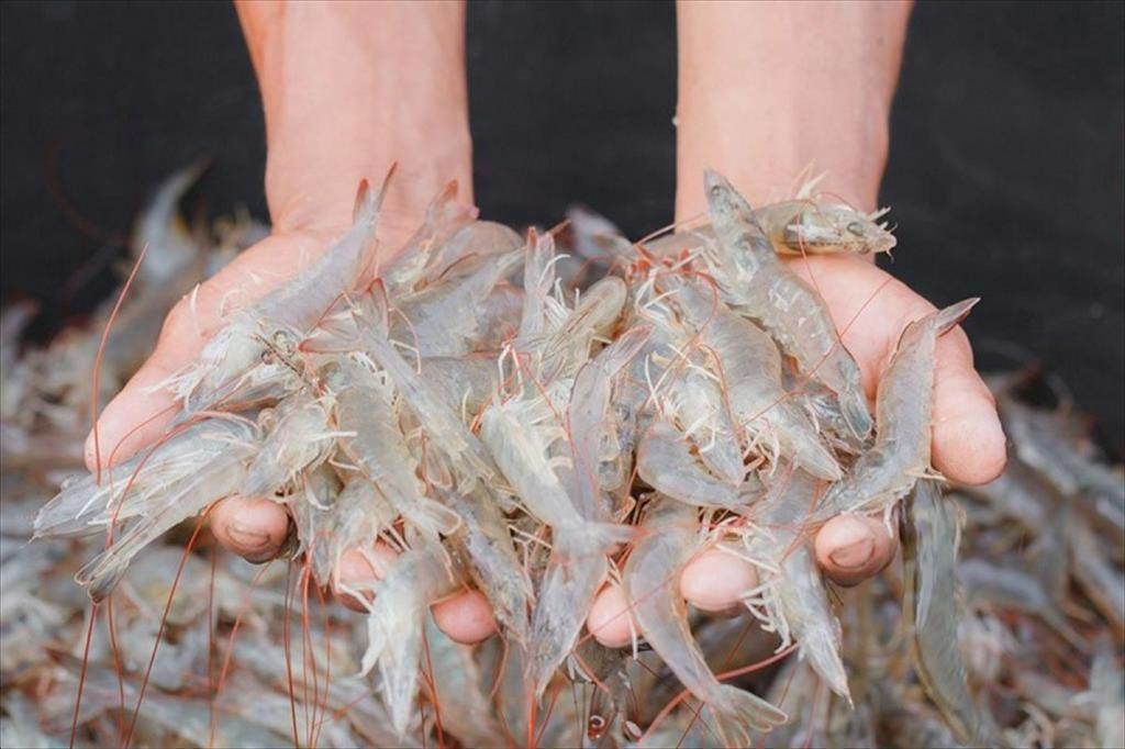Mỹ sẵn sàng mua 1 mặt hàng Việt Nam với giá cao nhất thế giới: Có đặc điểm gì mà được ưa chuộng tới vậy?- Ảnh 1. Mỹ sẵn sàng mua 1 mặt hàng Việt Nam với giá cao nhất thế giới: Có đặc điểm gì mà được ưa chuộng tới vậy?- Ảnh 1.