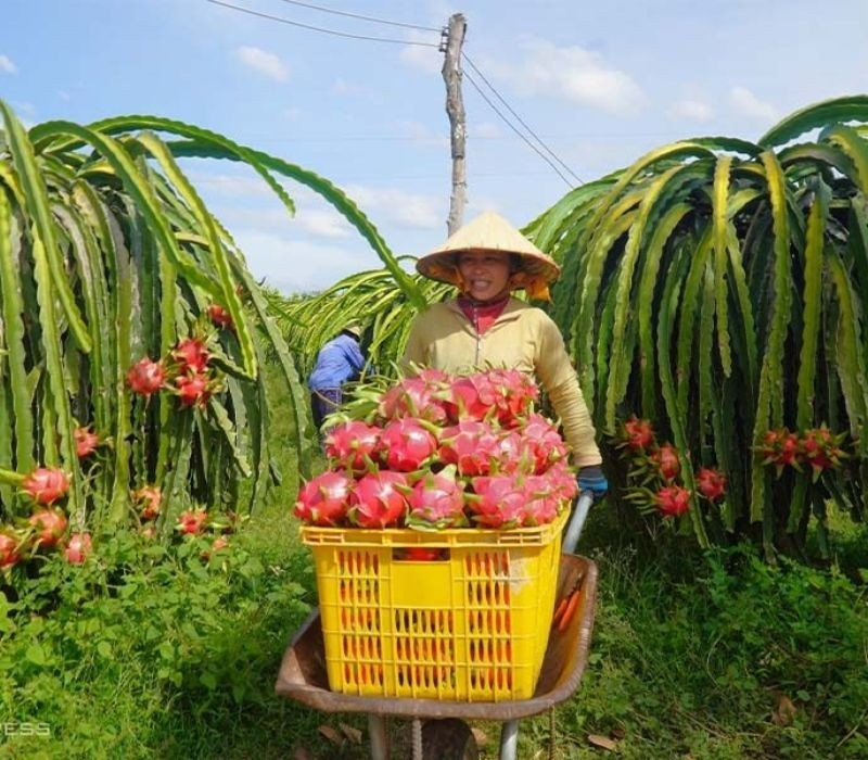 Nông sản 'tắc đường' vào EU, Bộ Nông nghiệp và Môi trường có động thái gì?- Ảnh 1. Nông sản 'tắc đường' vào EU, Bộ Nông nghiệp và Môi trường có động thái gì?- Ảnh 1.