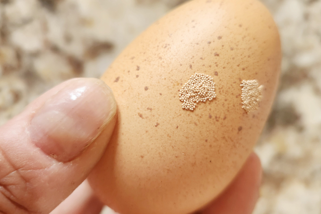 Trứng có hạn sử dụng hay không? KHÔNG CẦN BIẾT để bao lâu, vỏ trứng 'dính' 4 đặc điểm này phải vứt ngay, đừng tiếc!- Ảnh 3.