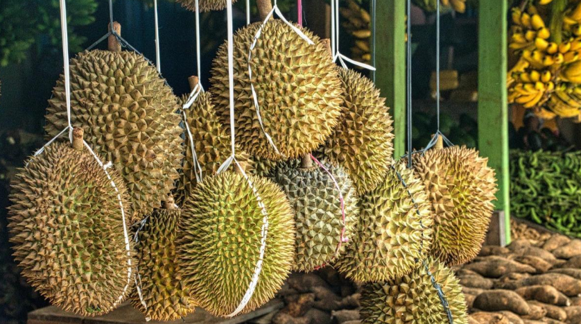 “Trồng sầu riêng ở Trung Quốc không hề dễ dàng”, cứu tinh nào giúp láng giềng Việt Nam chuẩn bị đón vụ mùa bội thu, gây áp lực lên các đối thủ?- Ảnh 1. “Trồng sầu riêng ở Trung Quốc không hề dễ dàng”, cứu tinh nào giúp láng giềng Việt Nam chuẩn bị đón vụ mùa bội thu, gây áp lực lên các đối thủ?- Ảnh 1.