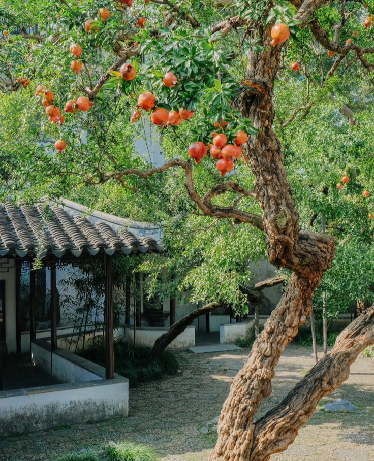 "Trồng cây là trồng phúc, giữ cây là giữ lộc" - Nhà có 7 cây này quý nhân chắc chắn ghé thăm!- Ảnh 7. "Trồng cây là trồng phúc, giữ cây là giữ lộc" - Nhà có 7 cây này quý nhân chắc chắn ghé thăm!- Ảnh 7.