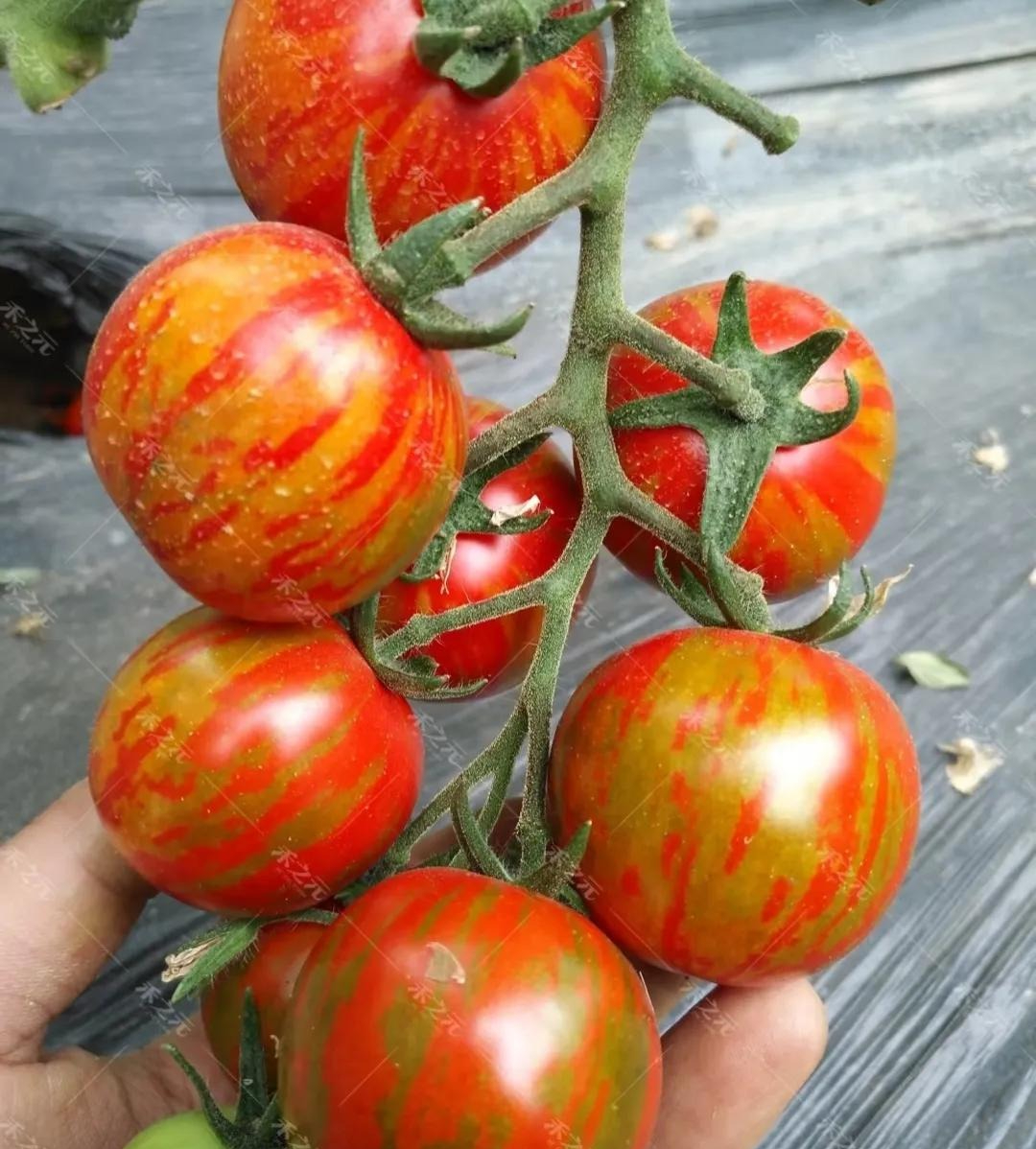 Ngồi giữa chợ bán hơn 50 loại cà chua, người phụ nữ trung niên gây bão mạng- Ảnh 10. Ngồi giữa chợ bán hơn 50 loại cà chua, người phụ nữ trung niên gây bão mạng- Ảnh 10.