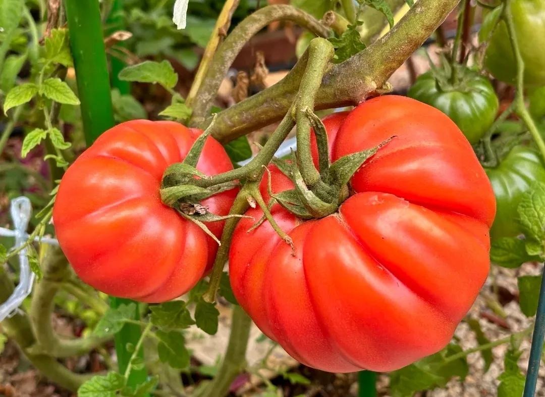 Ngồi giữa chợ bán hơn 50 loại cà chua, người phụ nữ trung niên gây bão mạng- Ảnh 6. Ngồi giữa chợ bán hơn 50 loại cà chua, người phụ nữ trung niên gây bão mạng- Ảnh 6.