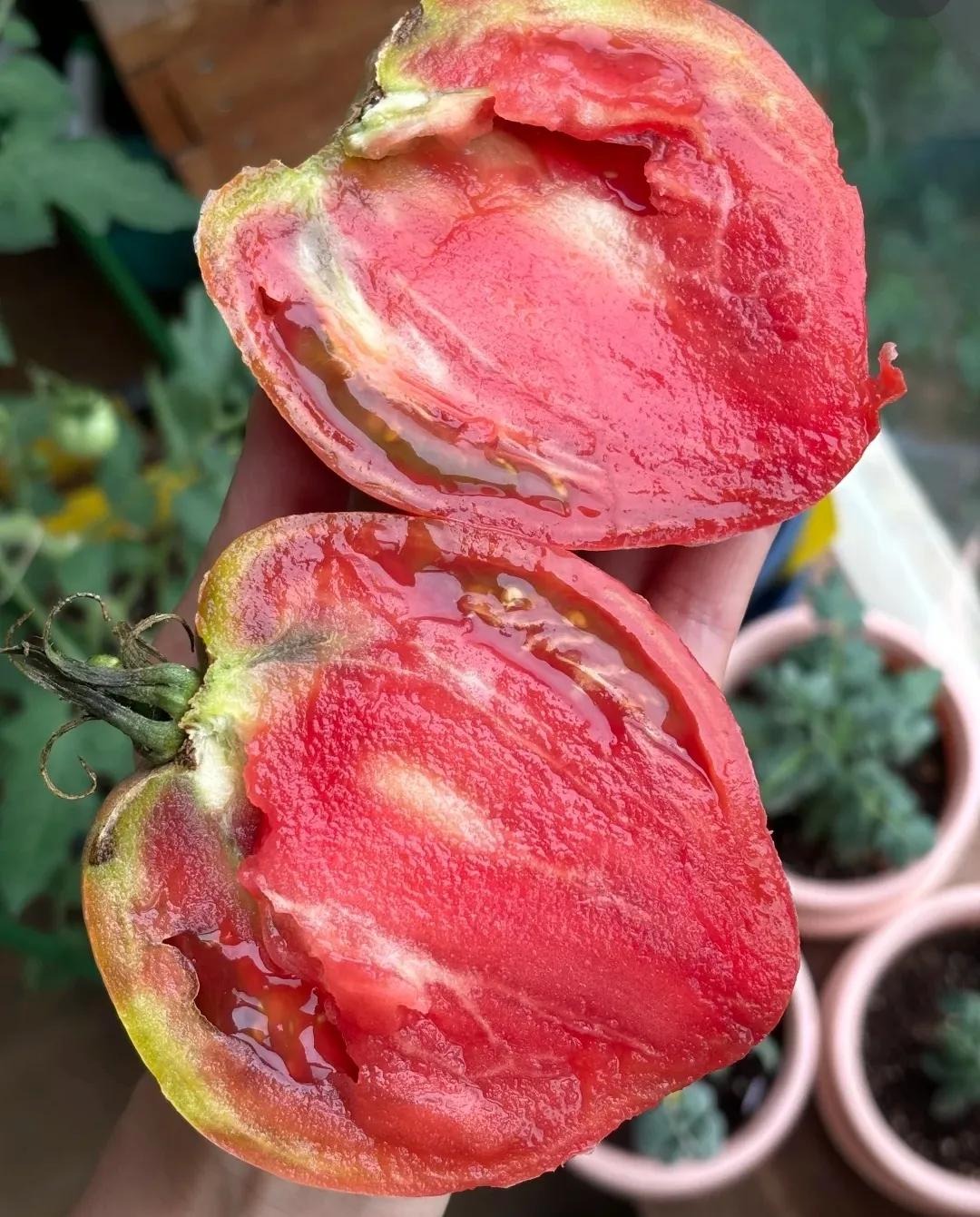 Ngồi giữa chợ bán hơn 50 loại cà chua, người phụ nữ trung niên gây bão mạng- Ảnh 4. Ngồi giữa chợ bán hơn 50 loại cà chua, người phụ nữ trung niên gây bão mạng- Ảnh 4.