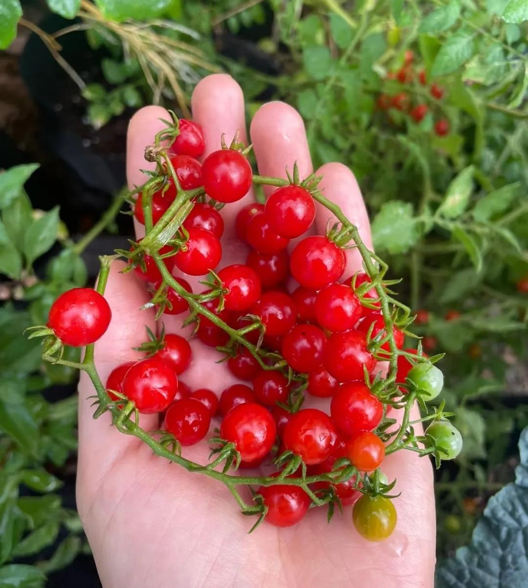 Ngồi giữa chợ bán hơn 50 loại cà chua, người phụ nữ trung niên gây bão mạng- Ảnh 7. Ngồi giữa chợ bán hơn 50 loại cà chua, người phụ nữ trung niên gây bão mạng- Ảnh 7.