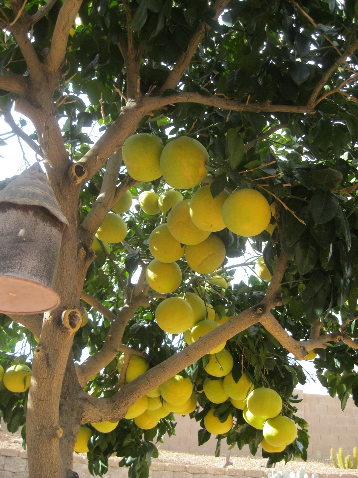 "Trồng cây là trồng phúc, giữ cây là giữ lộc" - Nhà có 7 cây này quý nhân chắc chắn ghé thăm!- Ảnh 6. "Trồng cây là trồng phúc, giữ cây là giữ lộc" - Nhà có 7 cây này quý nhân chắc chắn ghé thăm!- Ảnh 6.