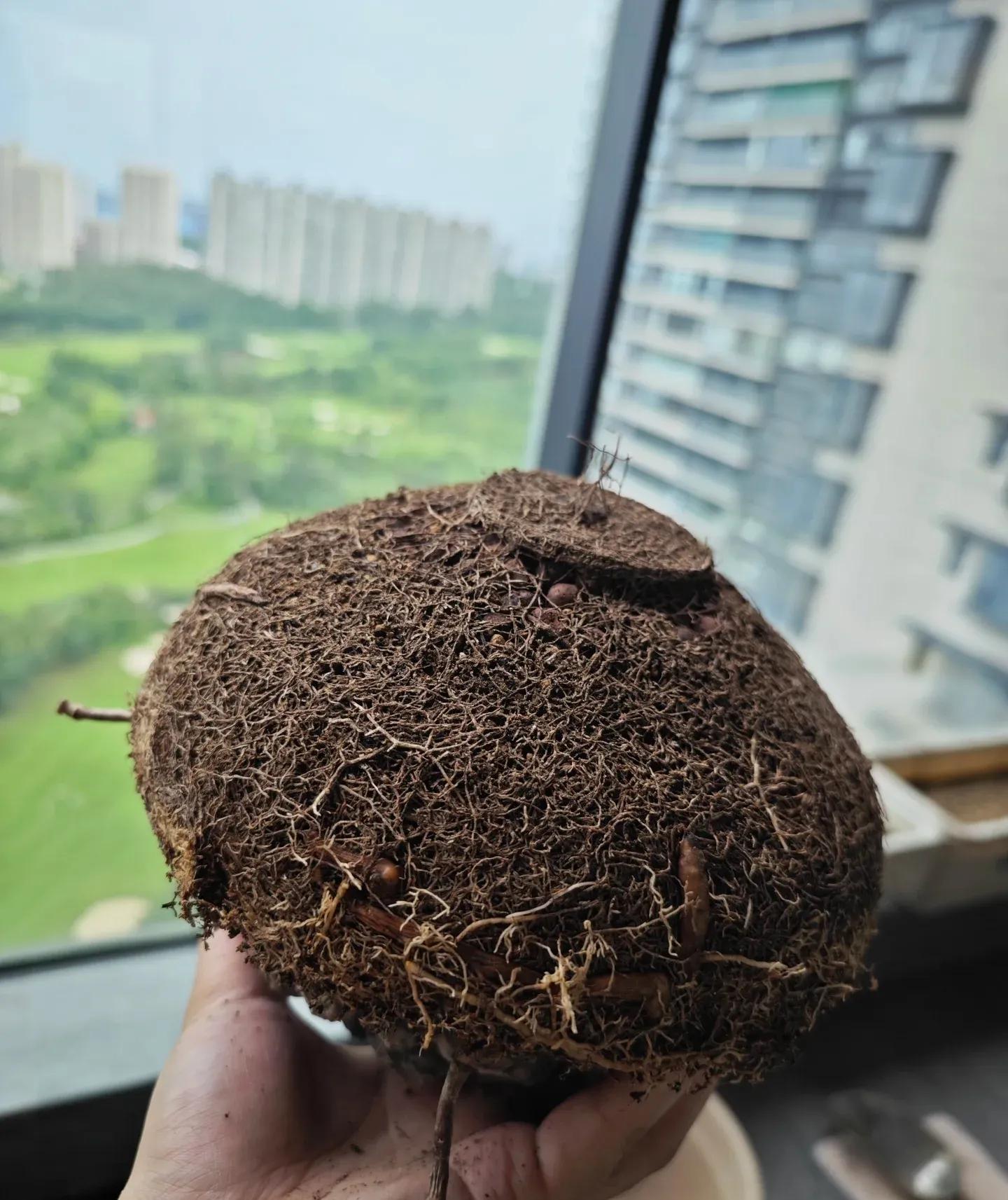 Chồng chê cây của vợ là “đống đá kỳ dị”, cư dân mạng liền phản pháo: “Không hiểu thì đừng nói nhảm!”- Ảnh 5. Chồng chê cây của vợ là “đống đá kỳ dị”, cư dân mạng liền phản pháo: “Không hiểu thì đừng nói nhảm!”- Ảnh 5.