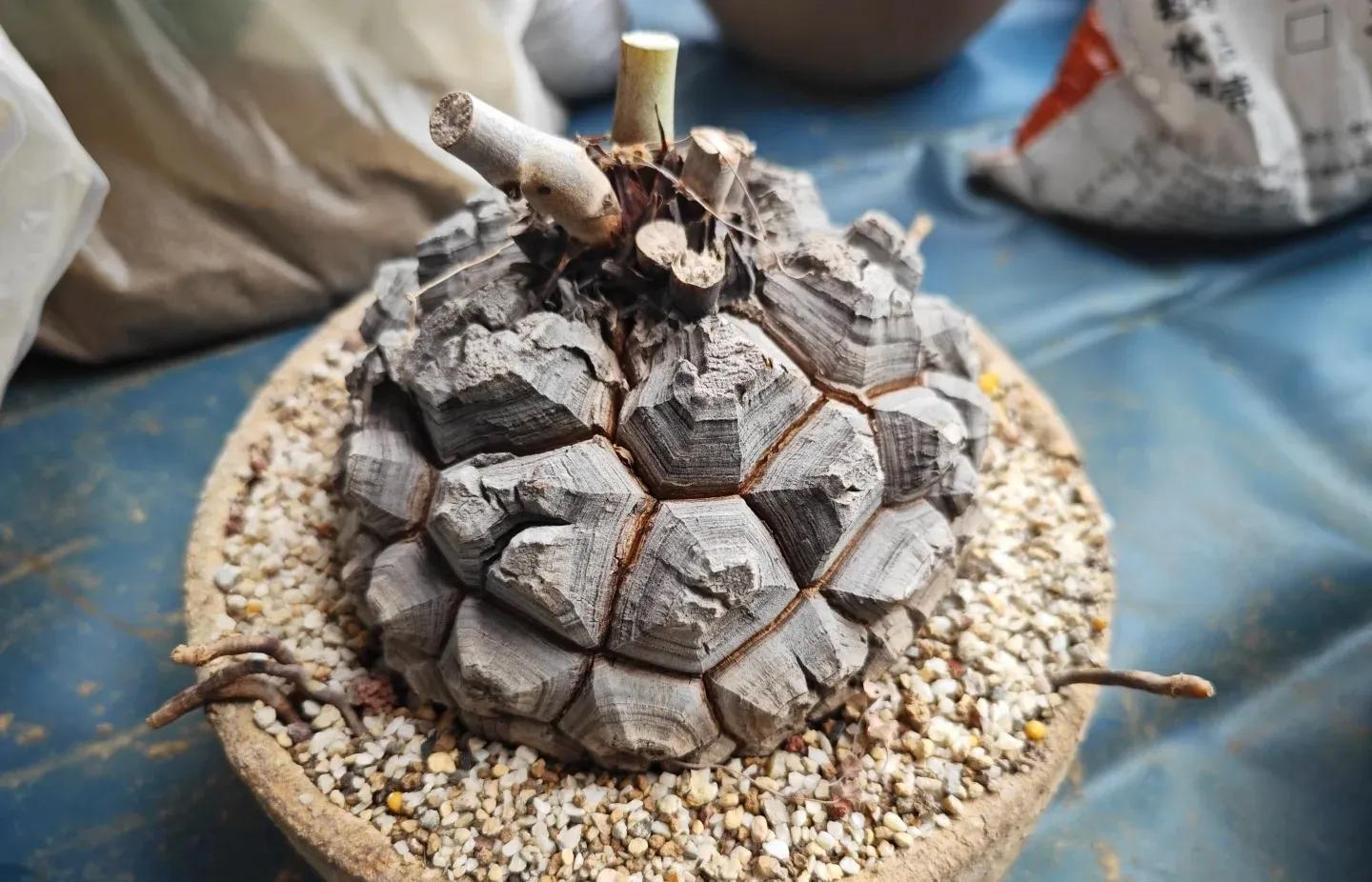 Chồng chê cây của vợ là “đống đá kỳ dị”, cư dân mạng liền phản pháo: “Không hiểu thì đừng nói nhảm!”- Ảnh 3. Chồng chê cây của vợ là “đống đá kỳ dị”, cư dân mạng liền phản pháo: “Không hiểu thì đừng nói nhảm!”- Ảnh 3.