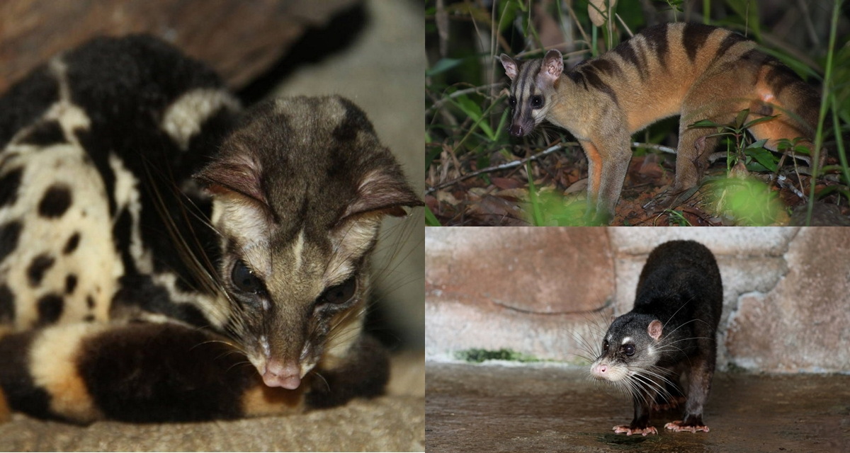 Việt Nam lần đầu phát hiện loài vật quý hiếm bậc nhất hành tinh: Tại tỉnh phía Bắc cách đây gần 100 năm, hiện cực kỳ nguy cấp- Ảnh 2.