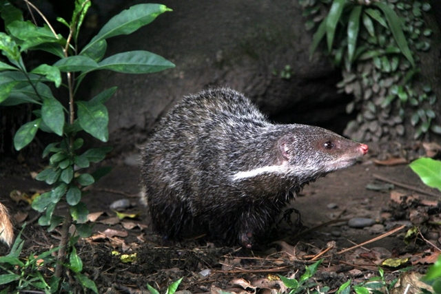 Việt Nam lần đầu phát hiện loài vật quý hiếm bậc nhất hành tinh: Tại tỉnh phía Bắc cách đây gần 100 năm, hiện cực kỳ nguy cấp- Ảnh 3.