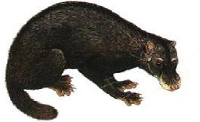 Việt Nam lần đầu phát hiện loài vật quý hiếm bậc nhất hành tinh: Tại tỉnh phía Bắc cách đây gần 100 năm, hiện cực kỳ nguy cấp- Ảnh 1.