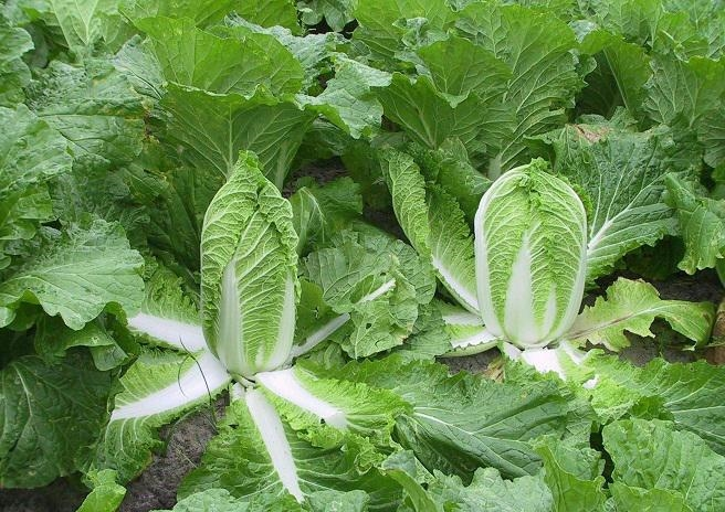 Mỹ đánh giá đây là loại rau “tốt nhất thế giới”, rất quen thuộc tại chợ Việt, nhiều nhà ăn hàng ngày- Ảnh 2. Mỹ đánh giá đây là loại rau “tốt nhất thế giới”, rất quen thuộc tại chợ Việt, nhiều nhà ăn hàng ngày- Ảnh 2.