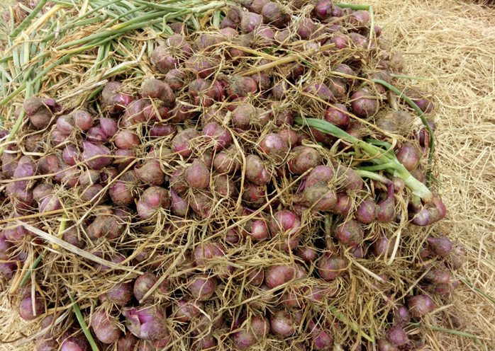 Cần Thơ phản bác thông tin 1 giám đốc doanh nghiệp nói "hơn 1.000 người bị mù do trồng hành tím"- Ảnh 2.