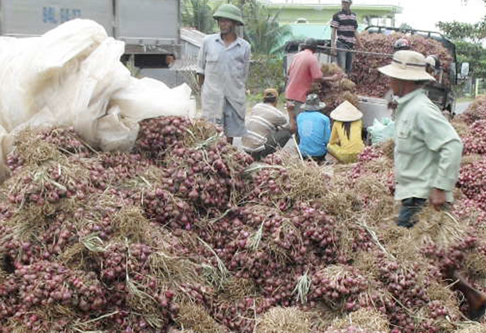 Cần Thơ phản bác thông tin 1 giám đốc doanh nghiệp nói "hơn 1.000 người bị mù do trồng hành tím"- Ảnh 3.