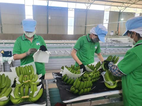 Khai phá thị trường mới, tiếp tục đưa trái cây Việt lên kệ hàng quốc tế- Ảnh 2.
