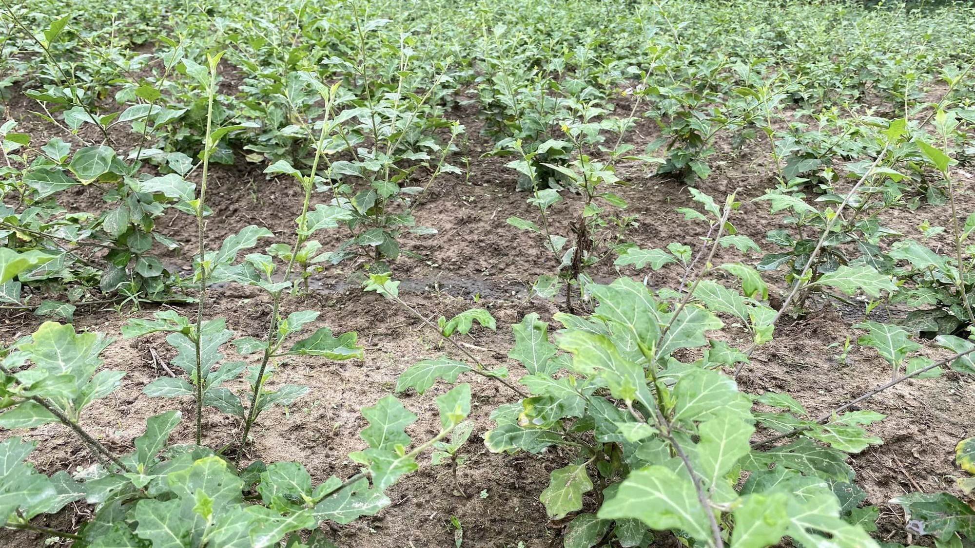 Loại cây dại xưa không ai ngó, nay hóa “vàng xanh”: Chữa bệnh gan cực tốt, đã được Bộ Y tế công nhận- Ảnh 1.