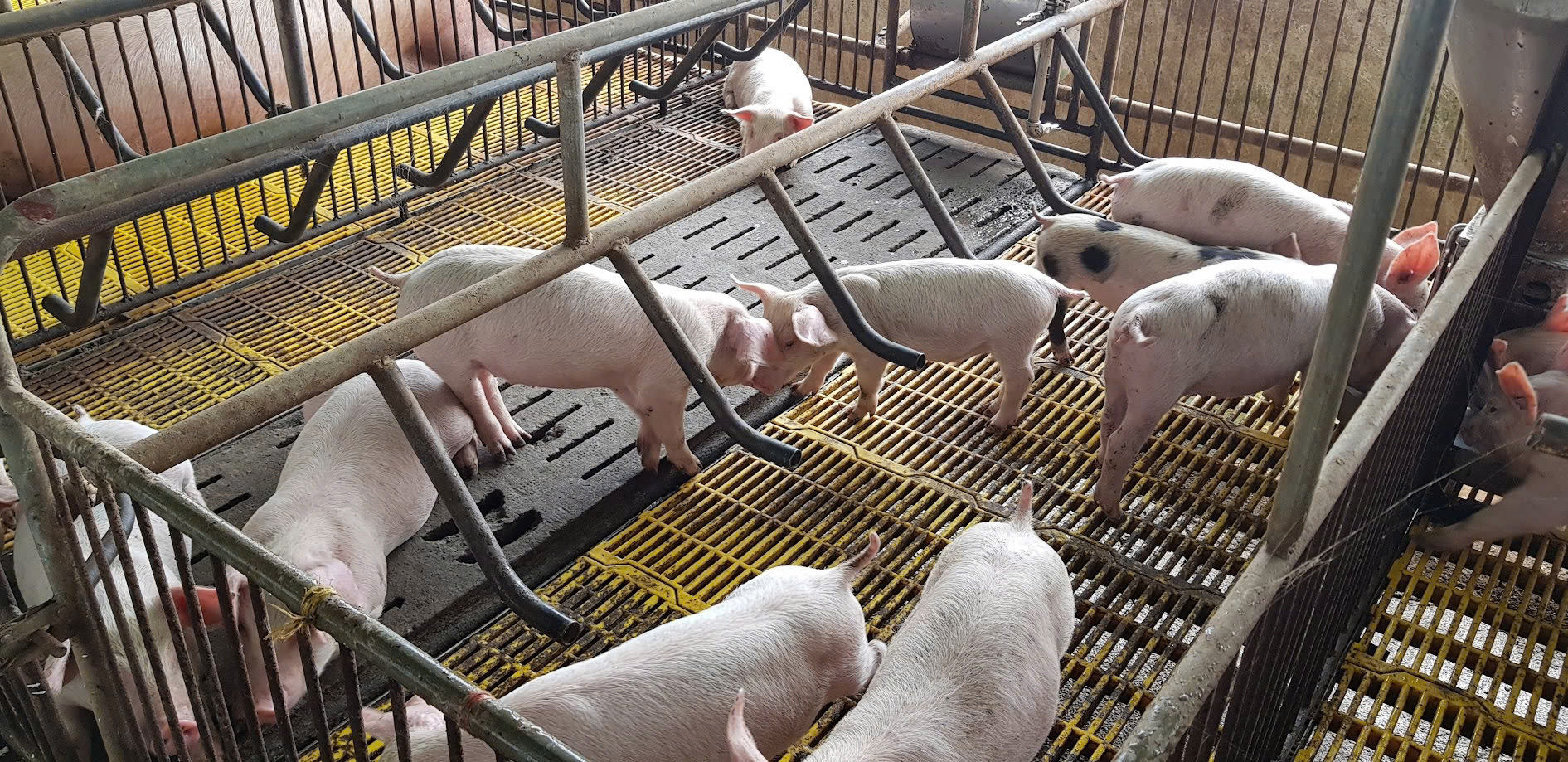 Giá heo hơi giảm sâu, người nuôi "bán tháo" né dịch- Ảnh 1. Giá heo hơi giảm sâu, người nuôi "bán tháo" né dịch- Ảnh 1.
