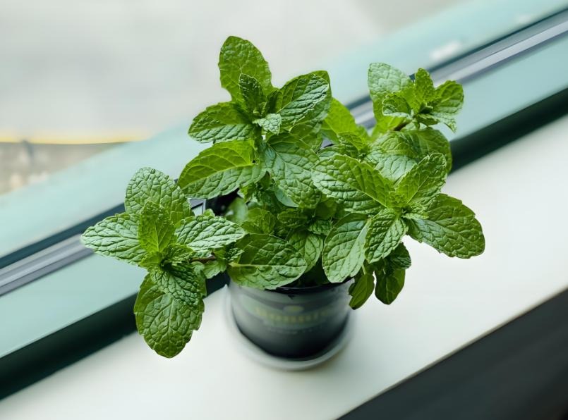 6 loài cây thầy thuốc khen ngợi, thầy phong thủy cũng tán thành, trồng trong nhà CỰC TỐT!- Ảnh 1.